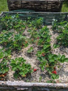 Fraises du jardin - Ateliers anglais Saint Nazaire, Pornichet, La Baule